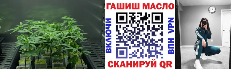Купить закладки  Менделеевск  ТГК концентрат 